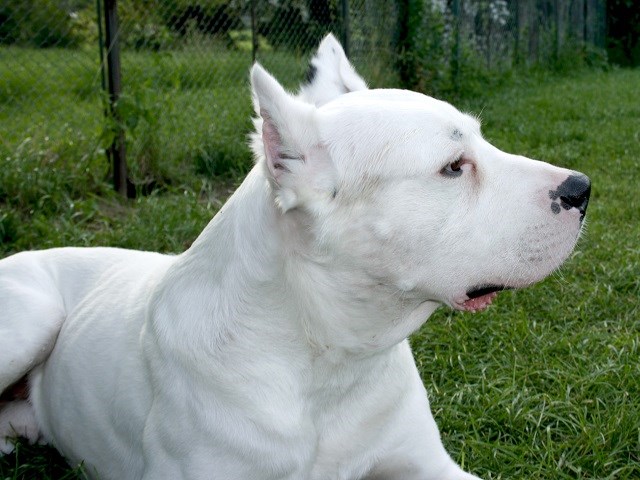Dogo Argentino thumbnail